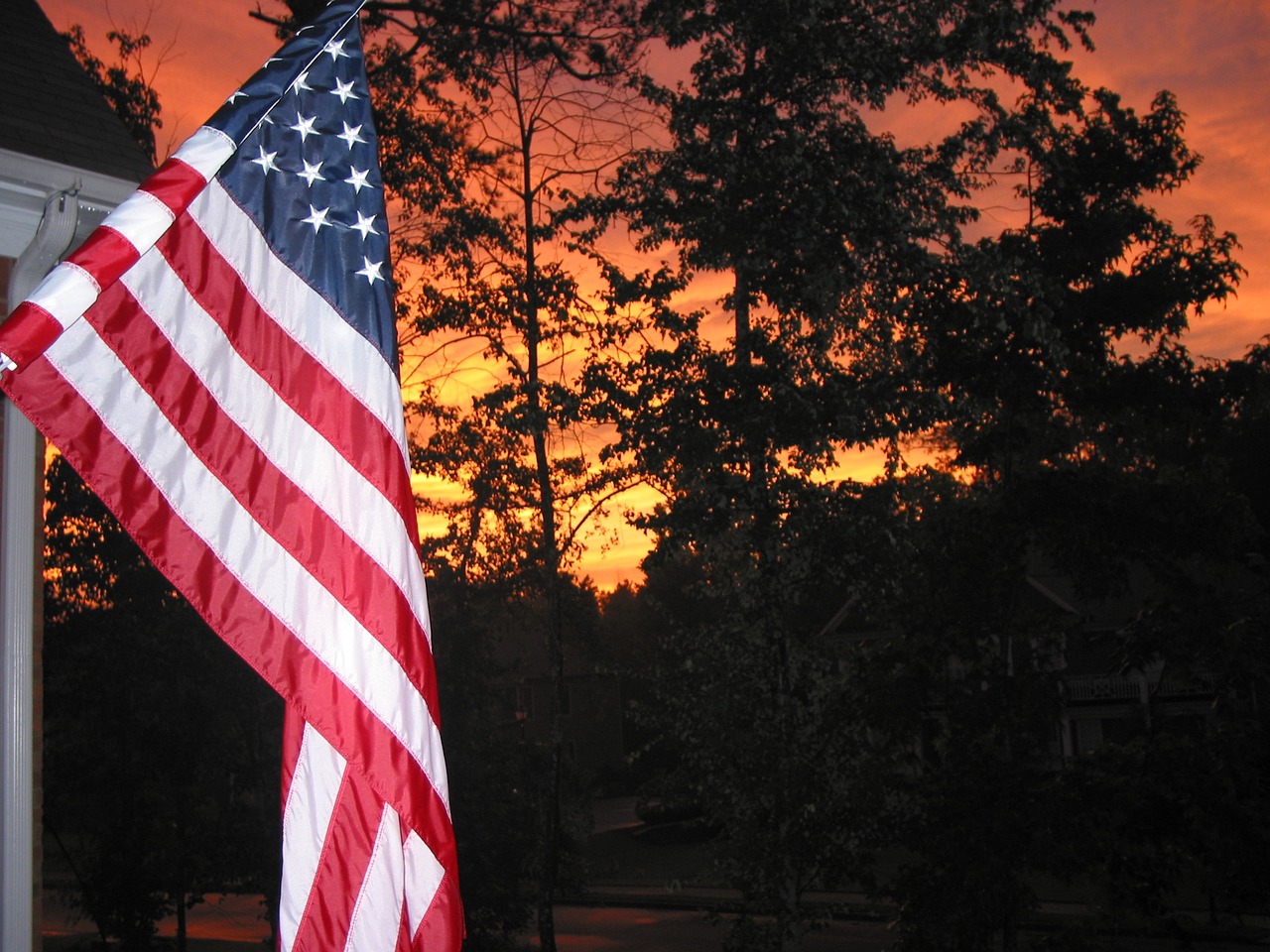 The Traits of the American Foxhound